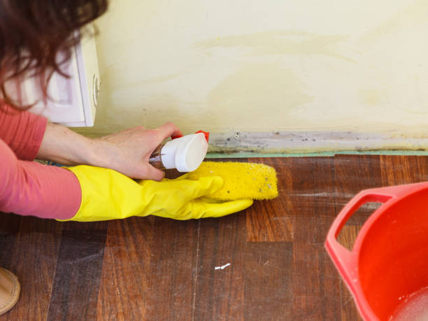 Professional Mold Removal in Millville, DE